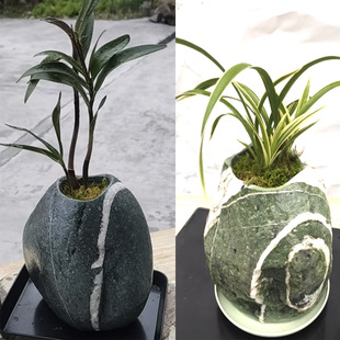 天然鹅卵石头花盆创意水培多肉种植原生态菖蒲铜钱草花瓶水仙
