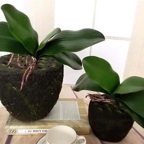 S M L Artificial Butterfly Orchid Leaf Phalaenopsis Real Tou