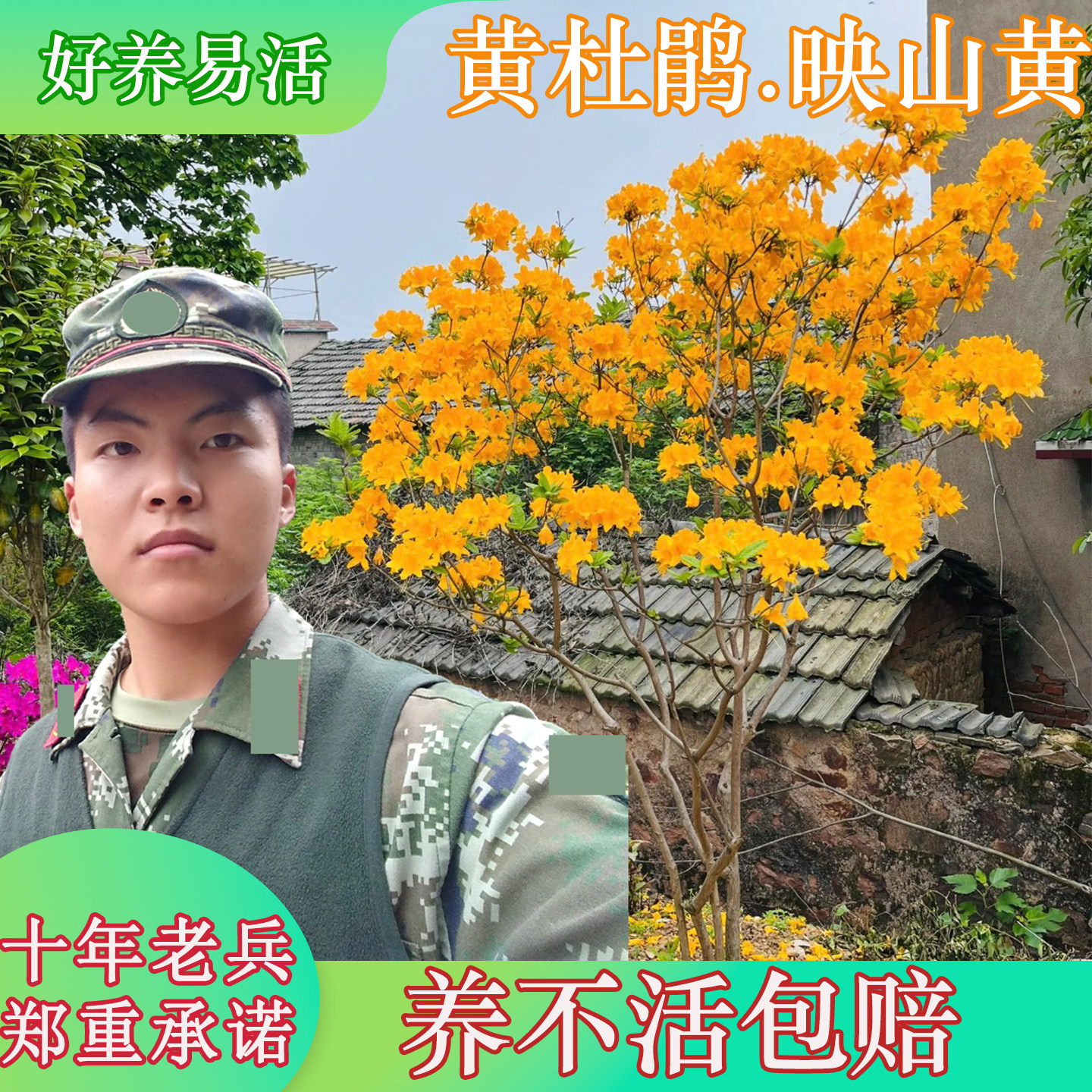 黄杜鹃映山黄映山红易活养不活包赔杜鹃花苗耐寒耐旱庭院绿化开花