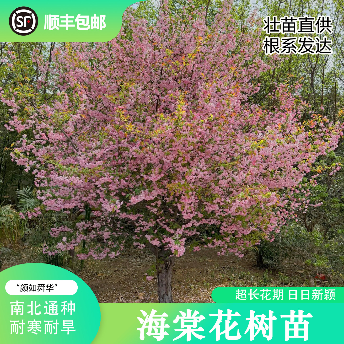 海棠花树苗【花镜の恋旗舰店】