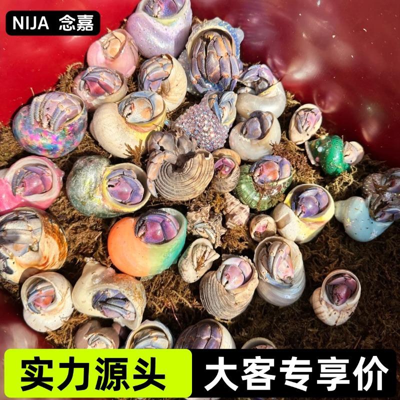 【大客户专享价】寄居蟹宠物网红摆摊新奇宠物陆养寄居蟹