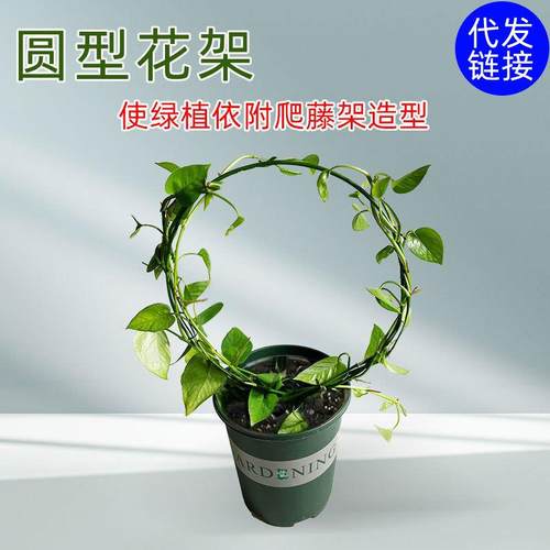 室内爱心形植物攀藤山乌龟甲龙铁线莲花架爬藤小支架子支撑杆铁艺