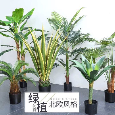 Simulation Green Plant Dutch Iron tee Potted Agave Plant Nor
