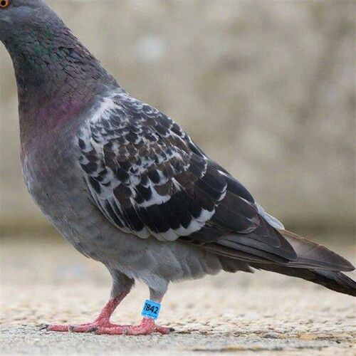 50 Pcs Pigeon Foot Ring Blue Aluminum Plastic Bird Leg