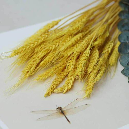 Art Decorate of Natural Plants in Wheat Ear and Barley