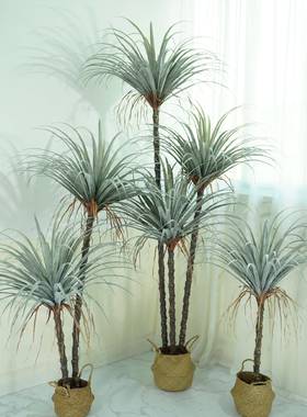 仿真龙须铁211028丝兰树假落植物北欧大家型室内橱窗造景地树居摆