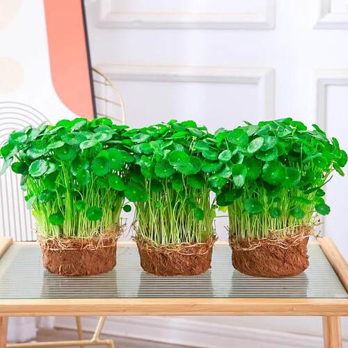 Hydroponic plants, potted plants, indoor hydroponics, leafy