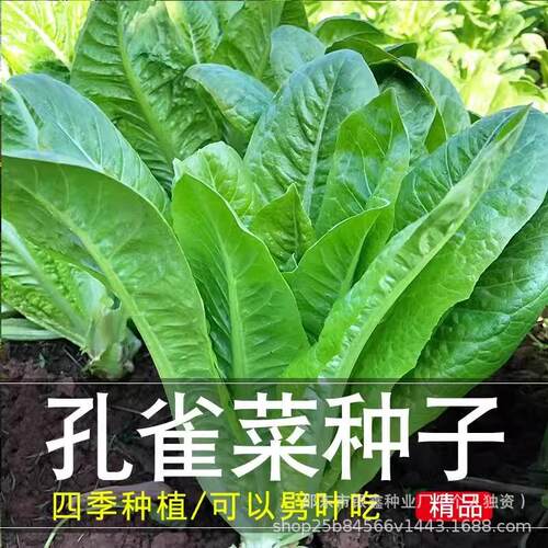 Peacock vegetable seeds, upright lettuce seeds, salad lettu