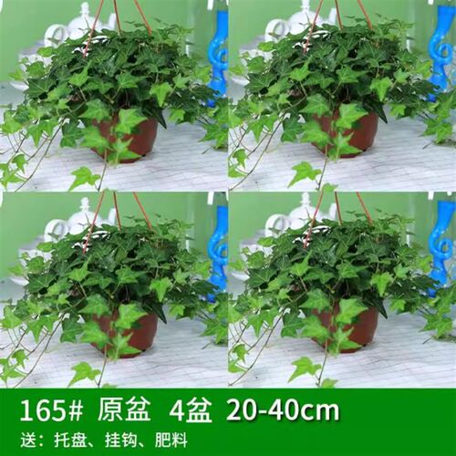 Ivy potted indoor and outdoor plants hanin reen plant