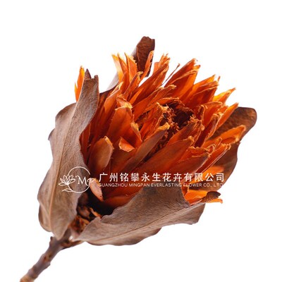 [dried Flower Princess Flower] Source Manufacturer Natural I