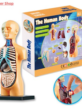 3D Human Body Torso Model Educational Assembly Learning DIY