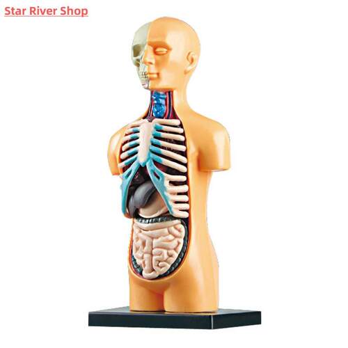 Simulated Human Skeleton Model Teaching Aid Set Steam Scienc