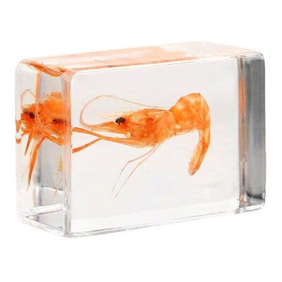 Insect Specimen Shrimp Resin Decor Science Collection
