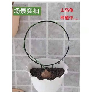 绿植造型室内花盆心形花架山乌龟绿萝爬藤架子支架圆形金属支撑架