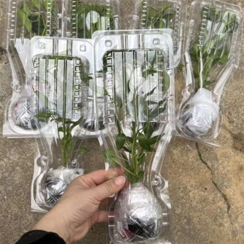 樟树港辣椒苗包装盒菜苗快递打包盒蔬菜苗运输保护盒幼苗塑料包装,包装,PVC包装盒,淘宝优惠券,粉丝福利购,淘宝优惠卷