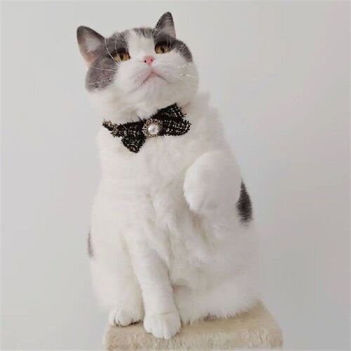 Cat Neck Decoration Adjustable Cat Harness and Leash Set