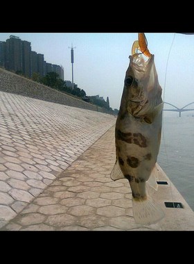 ZERG虫族 卷尾蛆 路亚软饵 软虫 德州倒钓铅头钩钓组鲈鱼桂鱼翘嘴