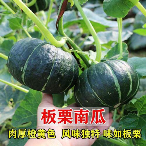 Green Chestnut Pumpkin Seed Honey Chestnut Big Fruit Beibei