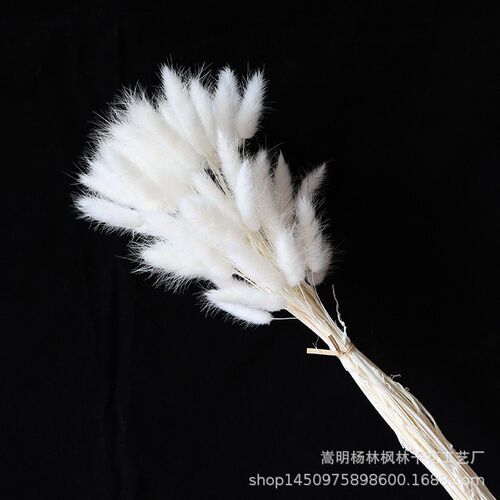 Rabbit Tail Dried Flower Bouquet, Real Flowers, Preserved Fl