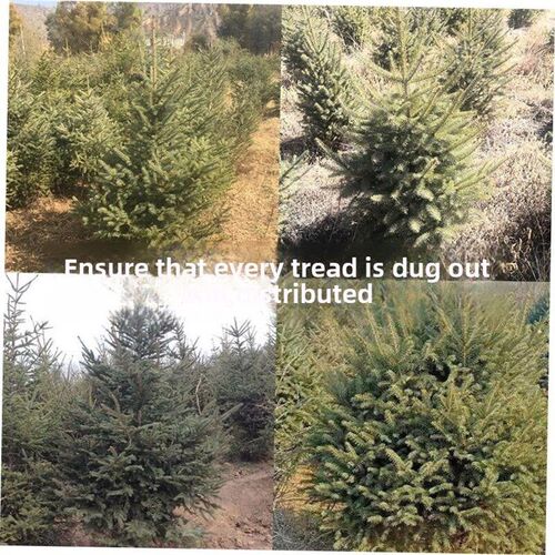 Real Christmas tree Real tree potted live Christmas tree