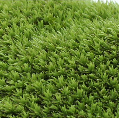 Moss Micro-landscape Air-dried//fresh White-haired Moss Smal
