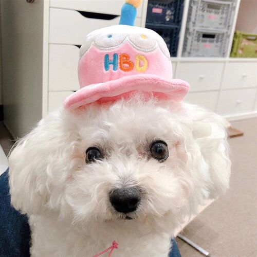 Pet Dog Toy Cute Birthday Cake Squeaky Toys Bite Resistant B