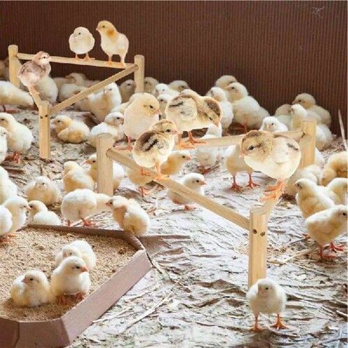 Parrot Wood Perch Triangular Bird Perch Stand Wood Parrot