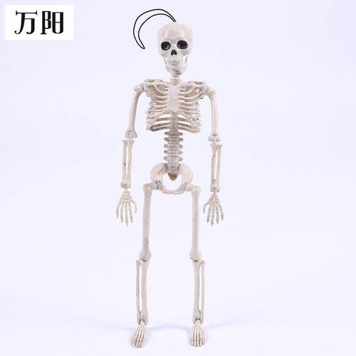 Halloween skeleton pose standing human simulation万圣骷髅架