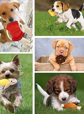 Dog Plush Squeaks Toys Interactive Chew Toy Puppy Cat Chihua