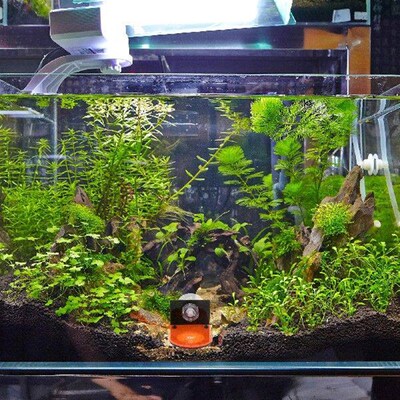 4 Pcs Coral Racks Fluorescent Holders Breeding Acrylic Fish