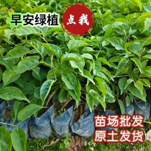 [原土发货]炮仗花大苗爬藤耐寒耐热花卉围墙室外盆栽阳台庭院批发