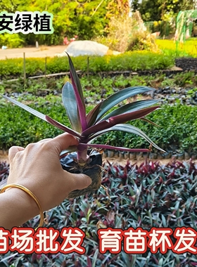 紫背万年青苗蚌花花卉紫锦兰绿植室内庭院好养盆栽紫色趣味植物