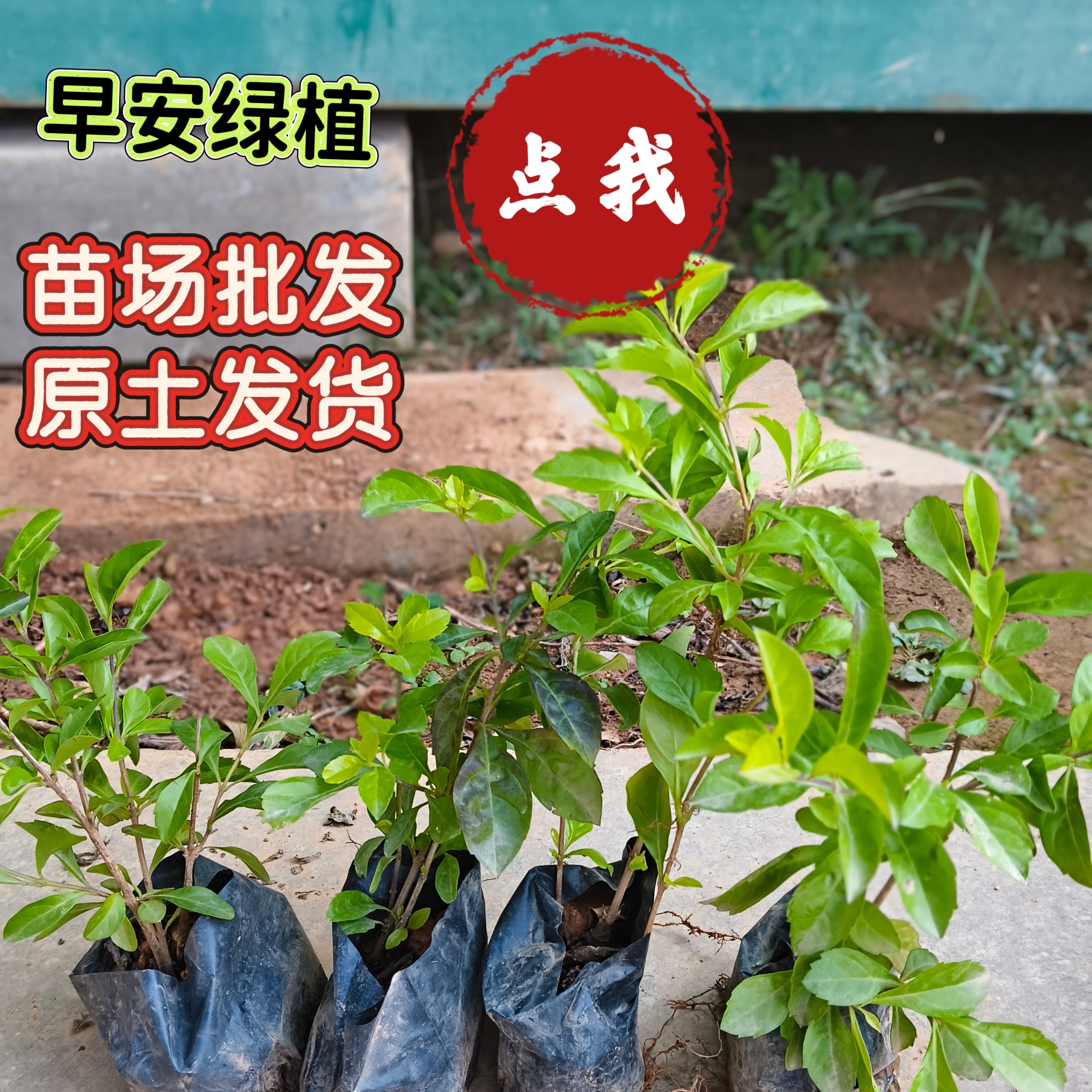 黄心梅黄金叶盆栽室外公园阳台庭院绿化雪梅工程花苗耐晒耐热
