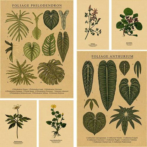 Botanical Illustration Poster Plant Leaf Flower Kraft Paper
