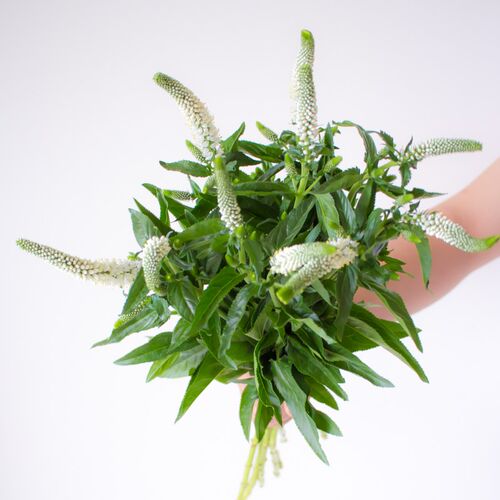 白色鼠尾草鲜花家用插花洋苏草紫色鲜切花鼠尾花云南直发水培花束