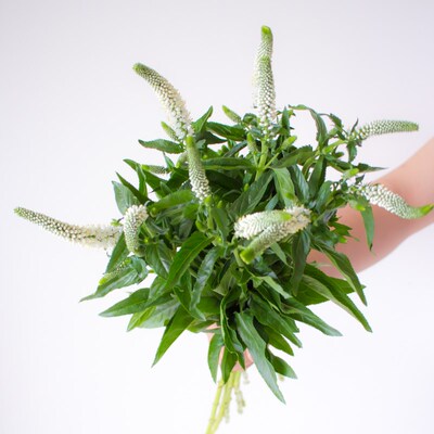 白色鼠尾草鲜花家用插花洋苏草紫色鲜切花鼠尾花云南直发水培花束