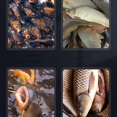 5 Or 1 Pcs Liquid Fish Bait,Fishing Equipment Fishing Access