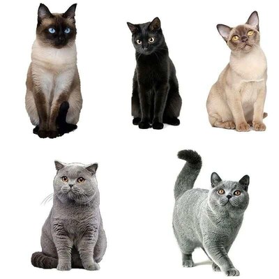 Three Ratels CM29 Lovely cat Persian cat Birman Bombay Briti