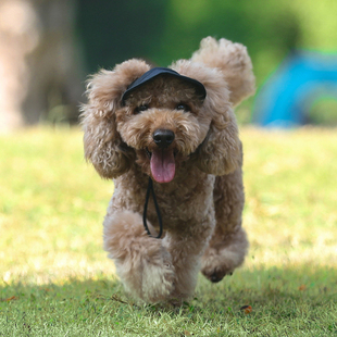 Pet Caps Dog Pets Small Summer Puppy Oxford Cap Solid