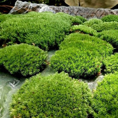 Moss Micro-landscape Air-dried//fresh White-haired Moss Smal