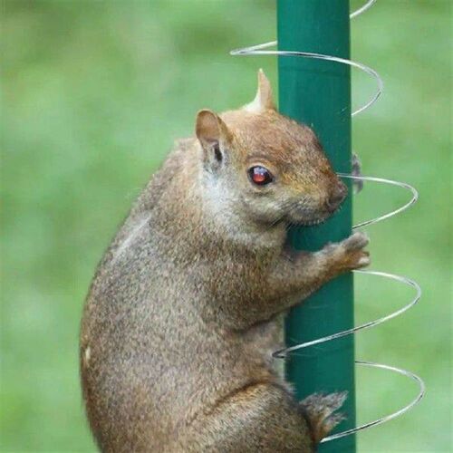 Squirrel Proof Bird Feeder Accessory Metal Squirrel Baffle