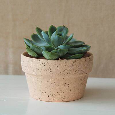 Desktop green plant red pottery pot large diameter clay pot