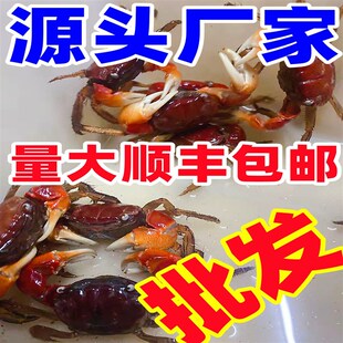 grass line phase Brazilian crab Chinese hand turtle