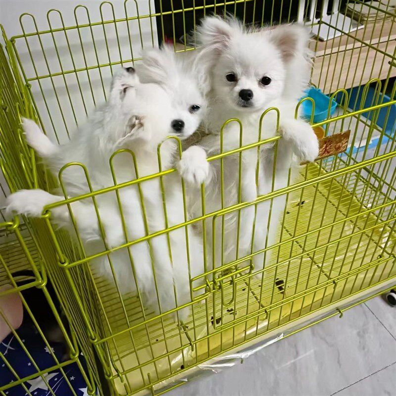 狗狗展示笼小狗展示台宠物店狗跑床纳米折叠跑笼家用小型犬狗笼子