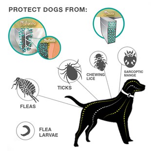 38/62CM Dog Collar Flea Tick Prevention Pet Cat Dogs Collars