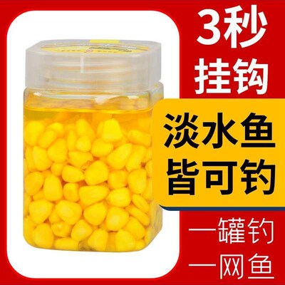 Large Bottle of Qumi Fruit Tender Corn VB Synthetic Musk Whe