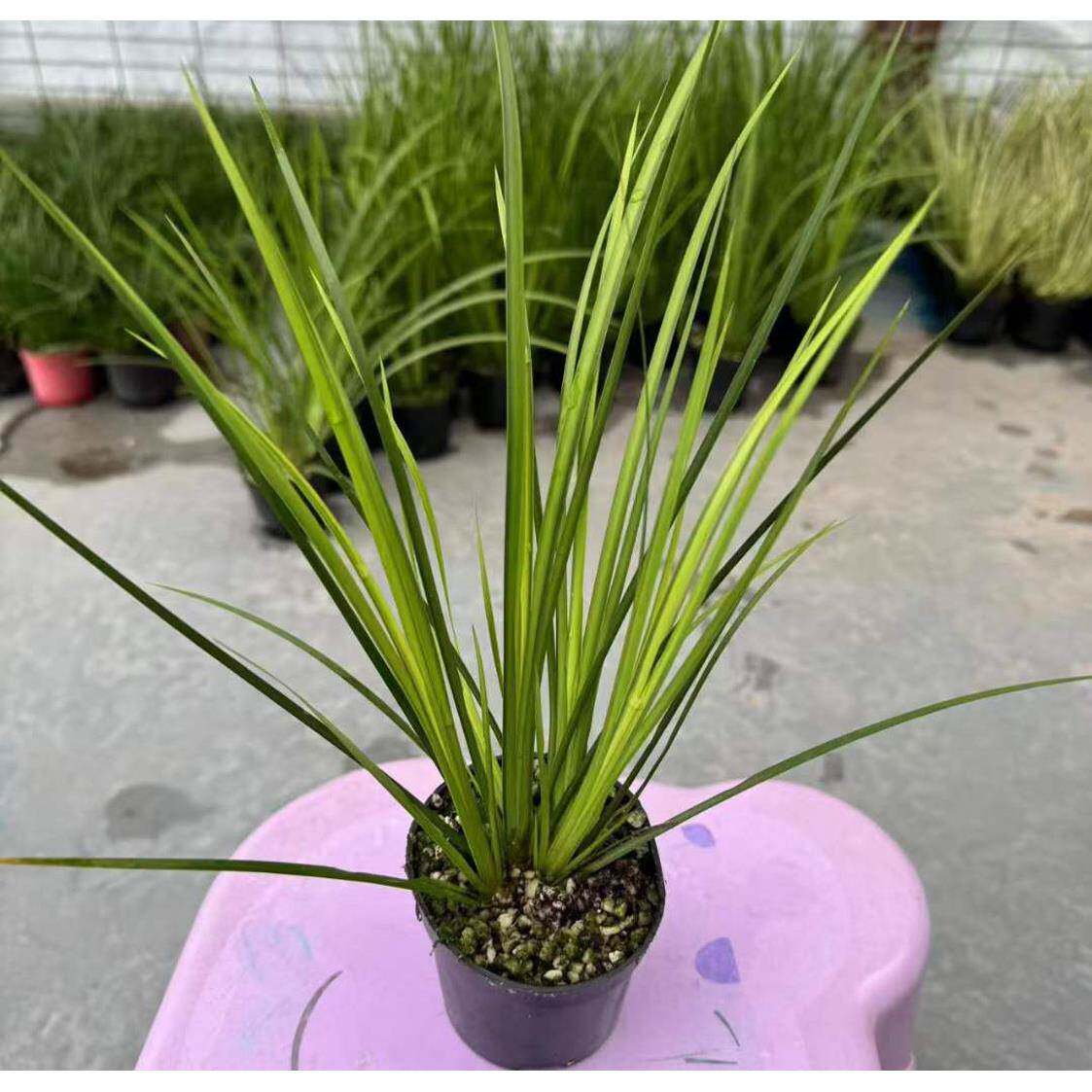 【直菖基地供】水陆缸盆植物小栽花卉欧式植物盆景蒲80胧月菖蒲