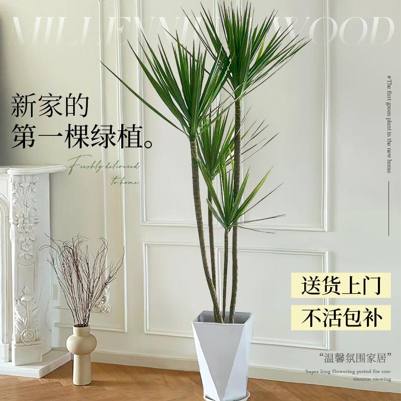 千年木盆栽客厅室内大型绿植物青叶造型七彩铁马尾铁龙血树好养活