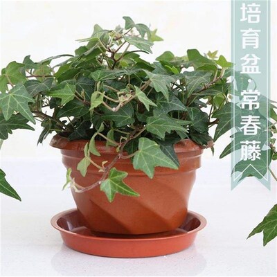 new ivy potted plants indoor large hanging vinca jinbian