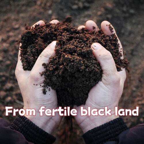 Potting soil organic soil, succulent soil, vegetable soil